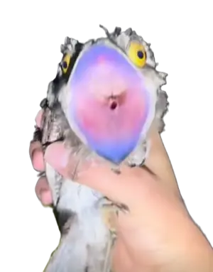 Maksimon Maksimon